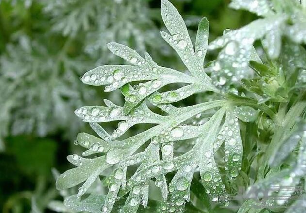 Wormwood amar